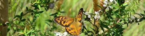 Yeşil Girişimler